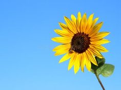 a single sunflower is in the foreground against a blue sky