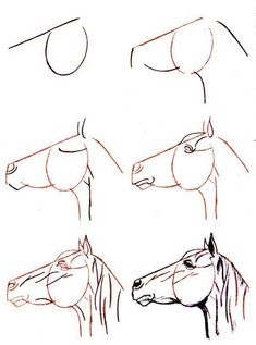 four horses are shown in different positions to draw the head and neck, with one horse looking