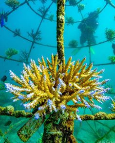 an underwater view of seaweed and other marine life