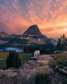 a mountain goat standing on top of a lush green field next to a lake at sunset