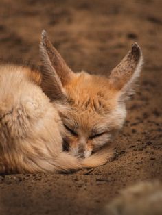 a small fox sleeping on the ground with its eyes closed