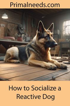 a dog laying on top of a wooden floor with the words how to socialize a reactive dog