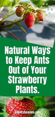 strawberries growing on a plant with the words natural ways to keep ants out of your strawberry plants