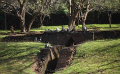 there are many birds that are sitting on the steps in the grass by the trees