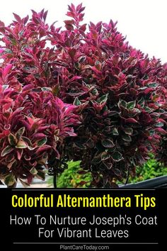 colorful alterantera tips how to nurture joseph's coat for vibrant leaves