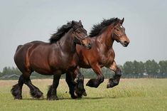 two brown horses running in the grass