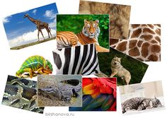 there are many pictures of different animals in the picture, including giraffes and zebras