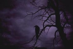 a bird sitting on top of a tree branch under a purple sky with dark clouds