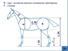 a horse is shown with measurements for it's body