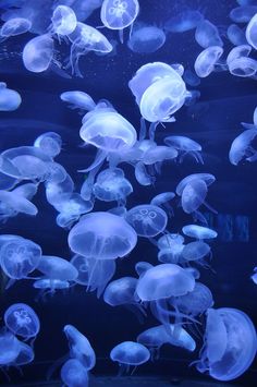 many jellyfish are swimming in an aquarium tank at the same time as they appear to be floating