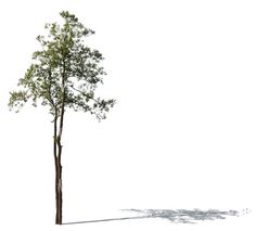 a single tree is shown on a white background