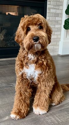 a brown dog sitting in front of a fireplace