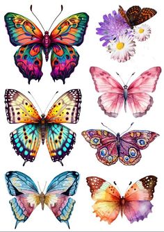 butterflies with different colors and patterns on their wings