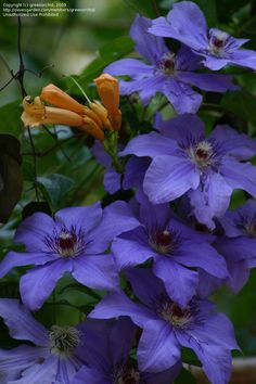 purple and orange flowers blooming in the garden