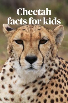 cheetah faces for kids with the words cheetah fact in front of it