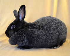 a black rabbit sitting on top of a white sheet