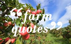 an apple orchard with the words'farm quotes'in white overlaying it