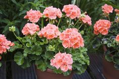 several potted plants with pink flowers in them sitting on a wooden table outside,