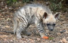 a baby spotted hyena eating carrots on the ground