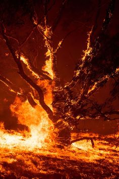 a large tree that is on fire in the night