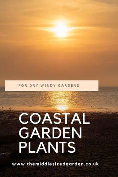 the sun is setting over the ocean with text that reads coastal garden plants for dry windy gardens