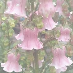 the pink flowers are blooming in the garden