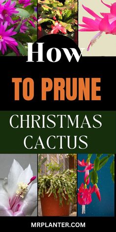 the cover of how to prune christmas cactis, with pictures of flowers