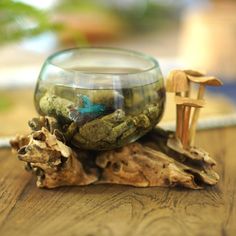 a glass bowl filled with water and rocks on top of a wooden table next to a mushroom