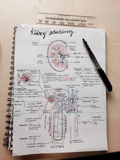 a notebook with some diagrams on it next to a pen and paper that says kidney anatomy