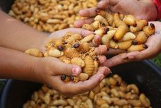 two people are holding their hands full of small bugs and worms in the palm of their hands