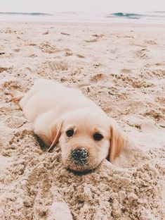 a dog laying in the sand at the beach