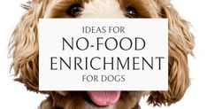 a dog holding a sign that says ideas for no - food enrichment for dogs