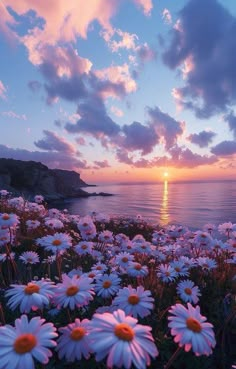 the sun is setting over the ocean with many daisies in front of it,