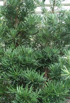 a close up of a small tree with green leaves