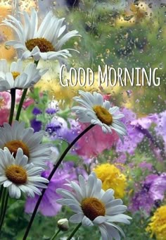 some daisies and other flowers with the words good morning