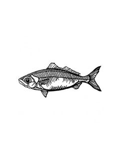 a black and white drawing of a fish