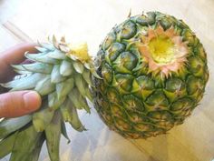 a person holding a pineapple in their left hand and another one on the right