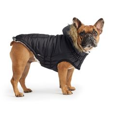 a small dog wearing a black jacket and standing on a white background in front of the camera