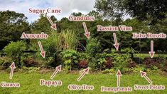 the names of different types of trees and shrubs