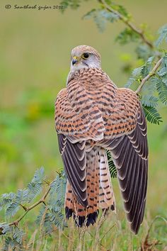 a brown and white bird sitting on top of a tree branch in the middle of a field