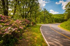 a winding road surrounded by lush green trees and pink azalea bushes in the foreground