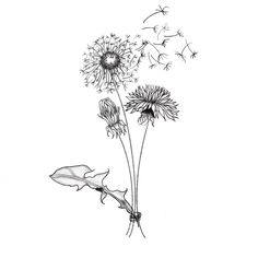 a black and white drawing of a dandelion