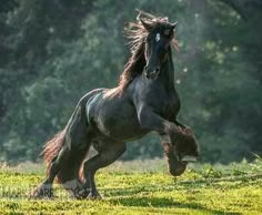 a black horse is galloping through the grass with its front legs spread out and it's head in the air