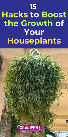 a houseplant with the title 15 hacks to booster the growth of your houseplants