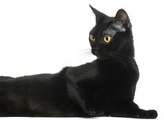 a black cat with yellow eyes laying down