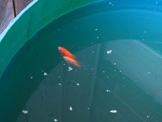 an orange fish is swimming in a large blue bowl on the water's edge