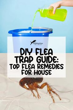 DIY Flea Trap Guide: Top Flea Remedies for House Flea Dip For Dogs Diy, Homemade Flea Trap, Diy Flea Powder For Dogs, Home Remedy For Fleas In House, Killing Fleas In The Home, Diy Flea Shampoo For Dogs, Diy Flea Spray For Dogs, Flea Remedy For House, Fleas Remedies For House How To Get Rid