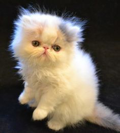 a fluffy white cat sitting on top of a black floor