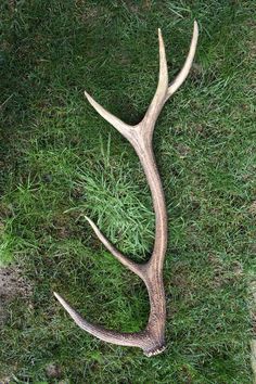 an antler laying in the grass with it's long curved horns sticking out