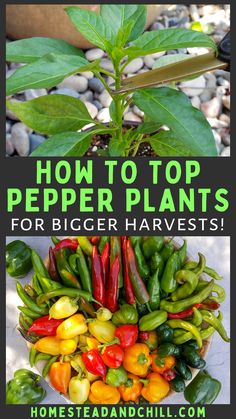 how to top pepper plants for bigger harvest